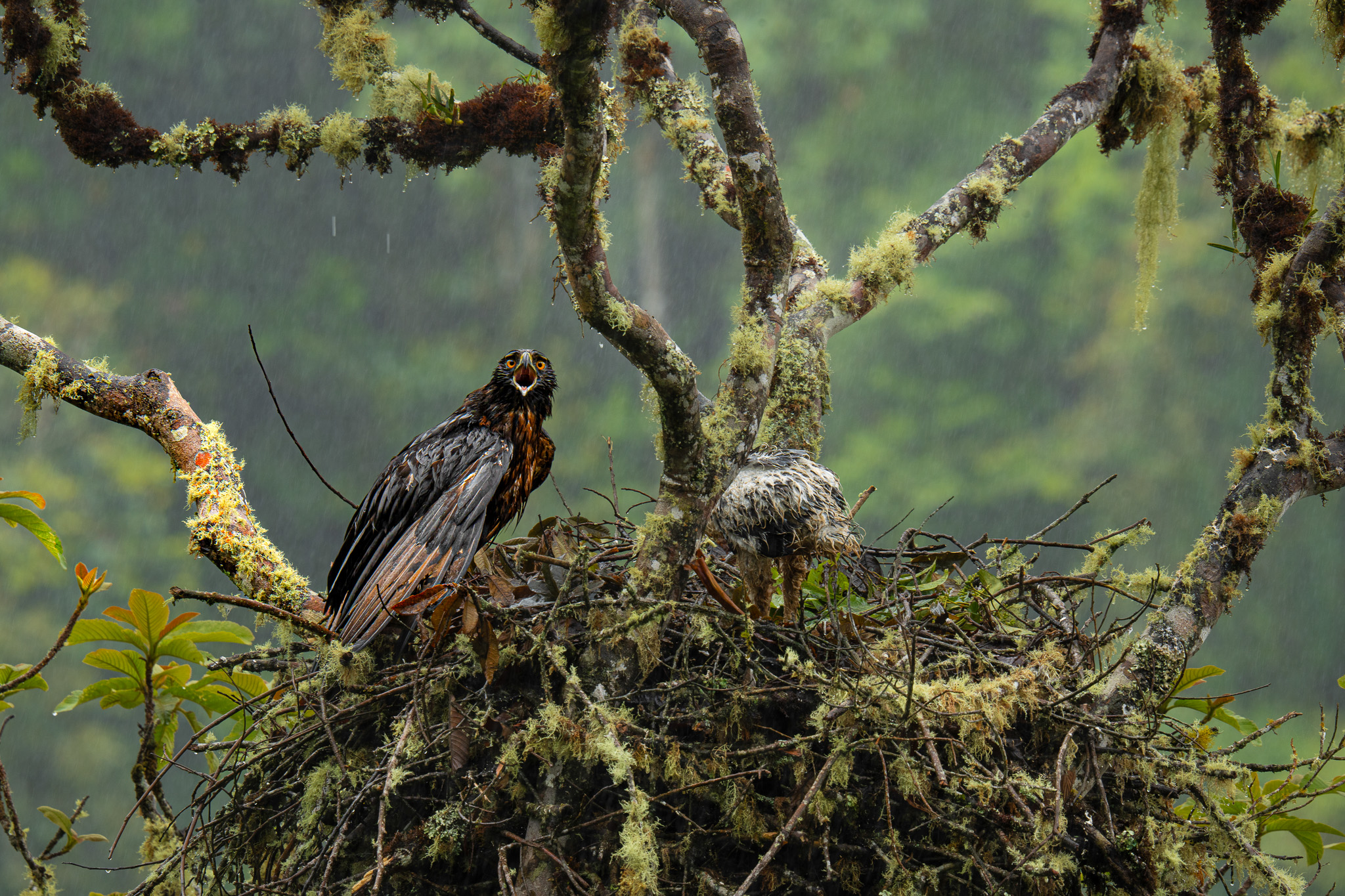 FOTO AGUILA Y POILLUELO 2.jpg